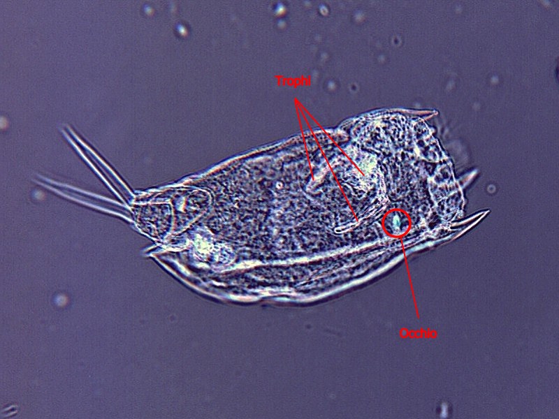 Mytilina